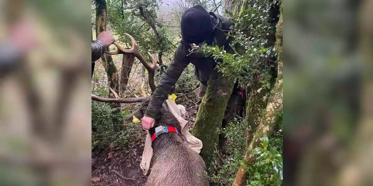 un cerf sauvé dans l'Aveyron