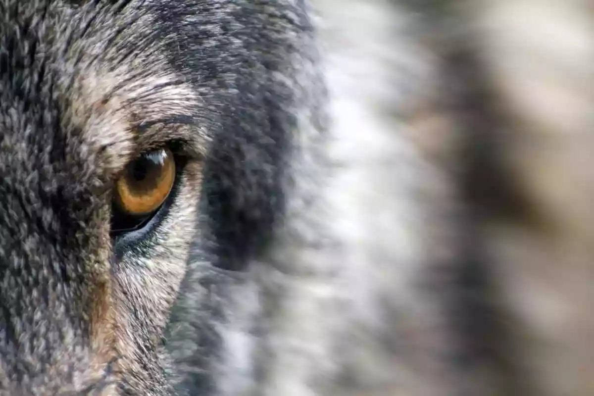 En Ardèche, on ne veut plus du loup et on l’assume!