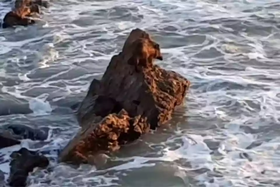 sanglier coincé sur un rocher aux sables d'olonne