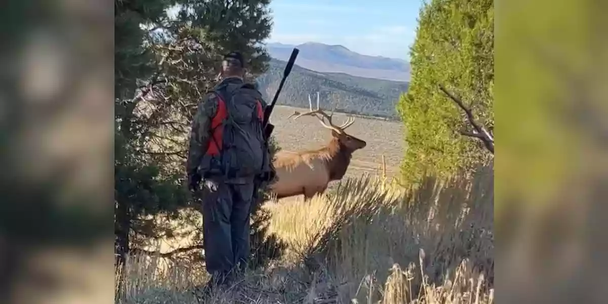 Vid o Un cerf et un chasseur se croisent au d tour d une trou e