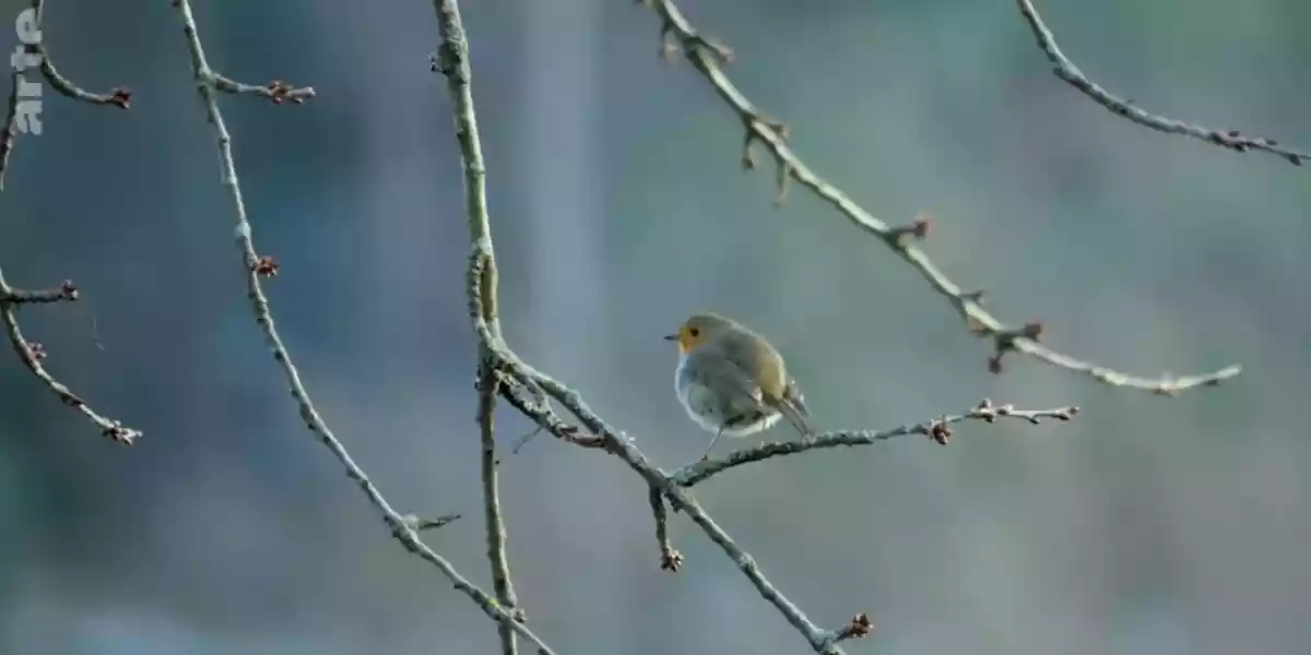 agriculture intensive et oiseaux