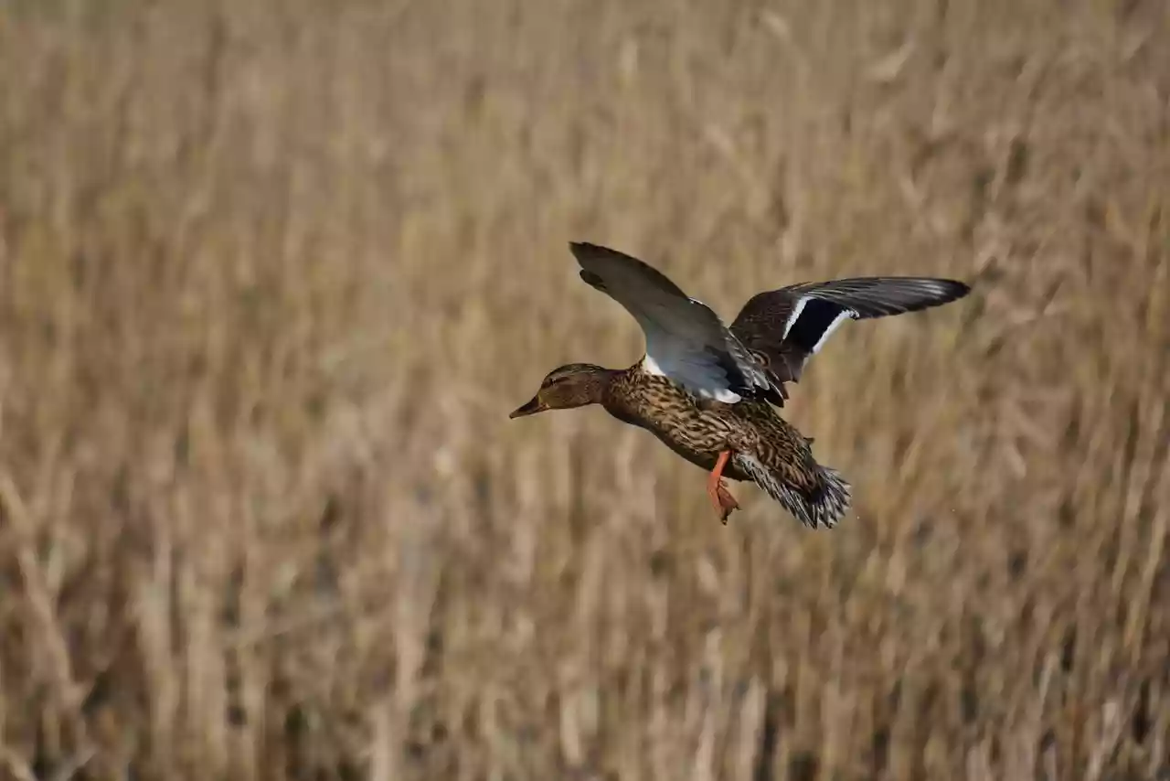 L’OFB a publié un article scientifique sur « les effets inexplorés de la chasse sur les populations d’oiseaux »