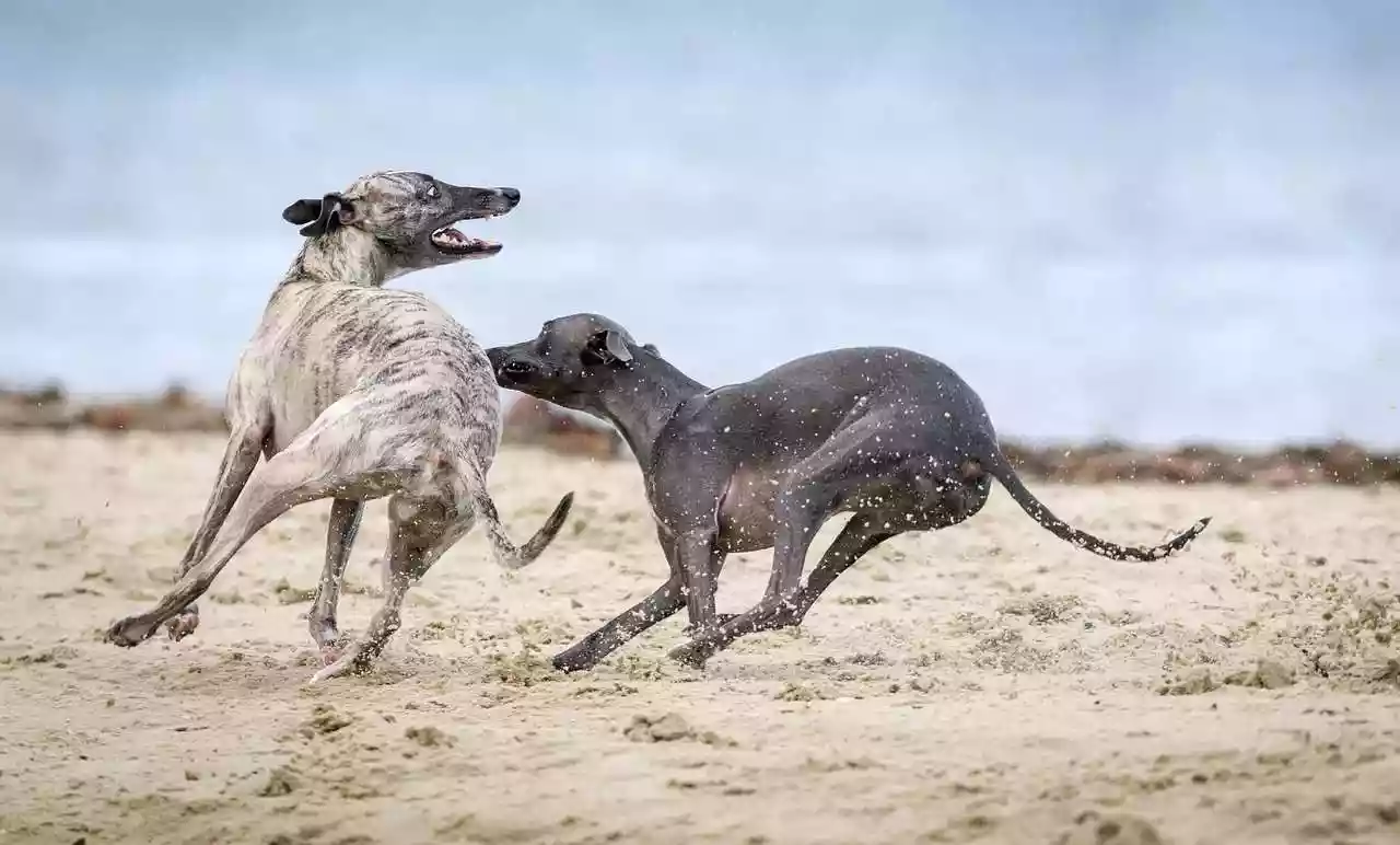 Des cadavres de chiens rejetés sur les côtes Belges seraient liés à une sordide affaire de braconnage international