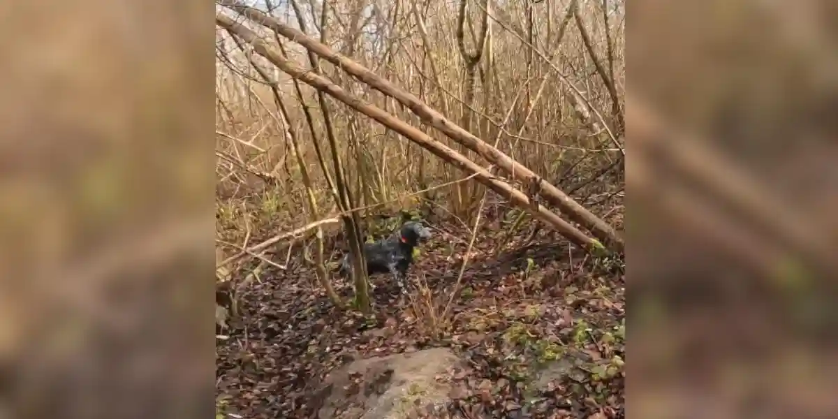 [Vidéo] Un superbe arrêt du chien pendant une chasse à la bécasse
