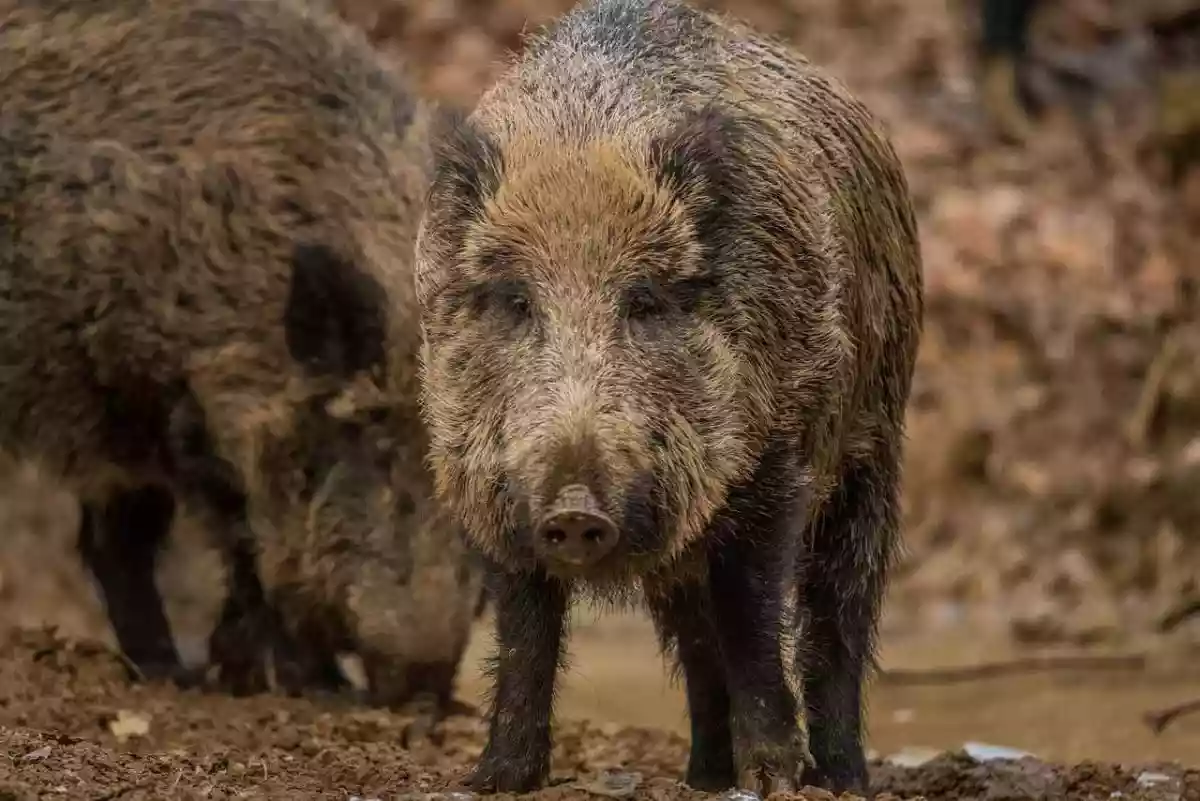 Sans retour des chasses traditionnelles, les chasseurs du Sud-Ouest refusent de réguler les sangliers en ville