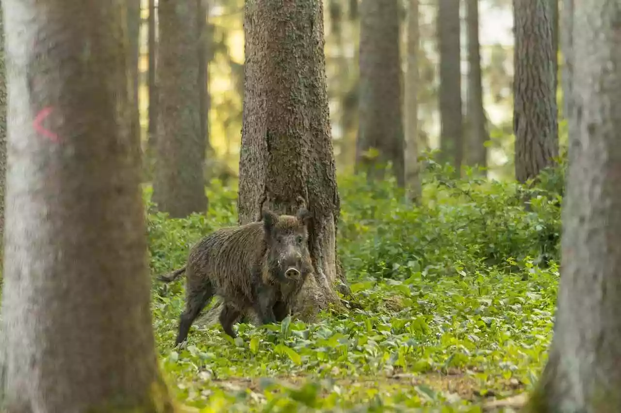 Le torchon brûle entre la Chambre d’agriculture et les chasseurs au sujet des sangliers dans la Nièvre