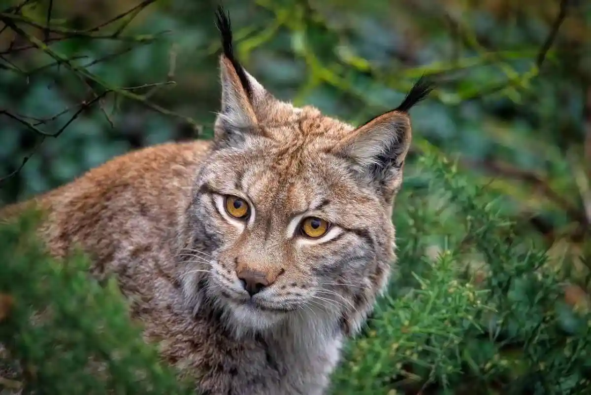 Un garde-faune Suisse abat 3 lynx après les avoir confondus avec des loups