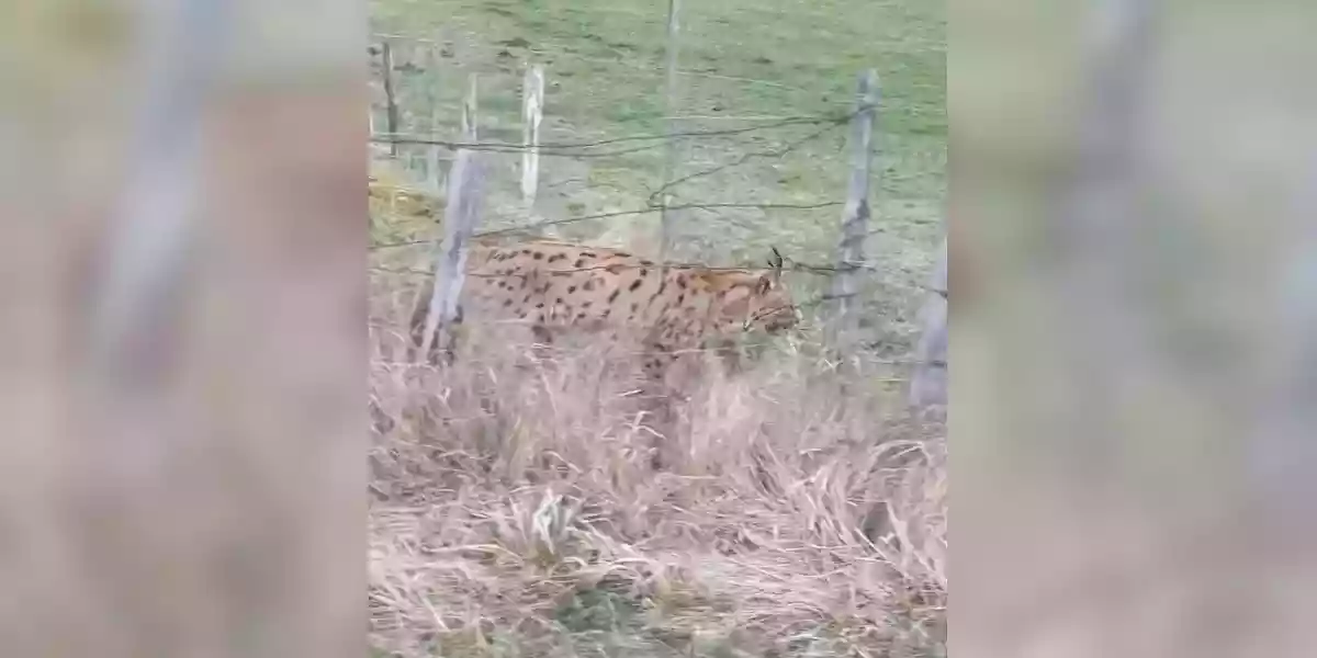 [Vidéo] Un lynx filmé par un automobiliste le long des routes du Jura