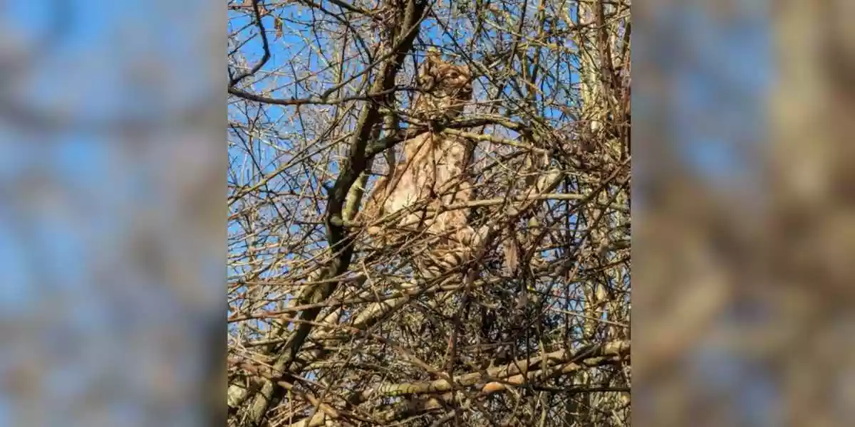 Des chasseurs tombent sur un lynx perché dans les arbres dans l’Ain