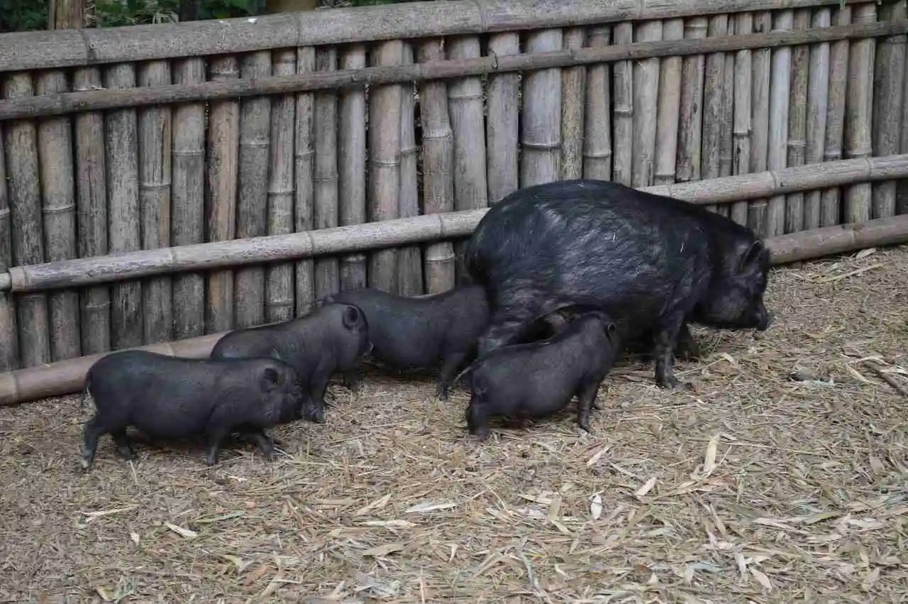 La Fondation Brigitte Bardot monte au créneau après « le gazage » de 350 cochons à Marignane