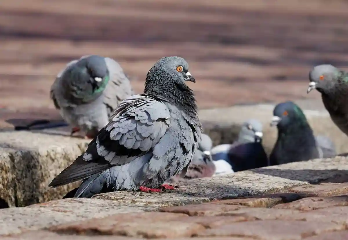 A Villedieu-sur-Indre, les lieutenants de louveterie ont tiré à la carabine sur les pigeons autour de l’église