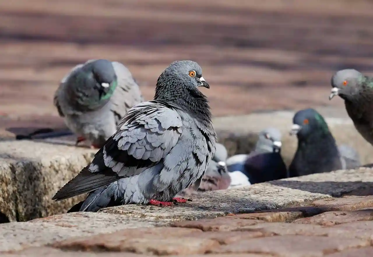 La mairie de Lyon et la LPO en désaccord sur la question des pigeons