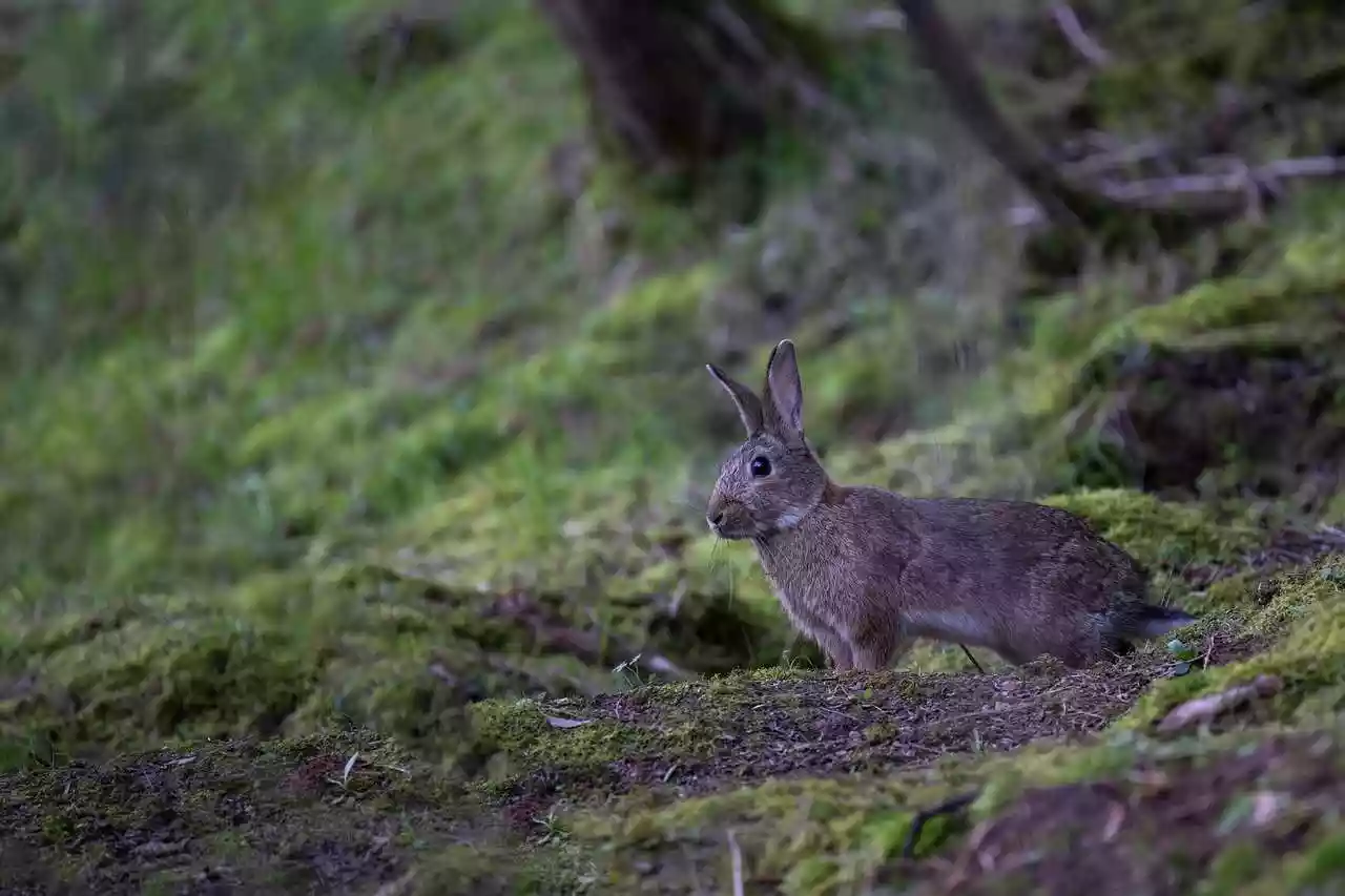 Près de 1400 hectares de cultures rongés par les lapins dans l’Hérault