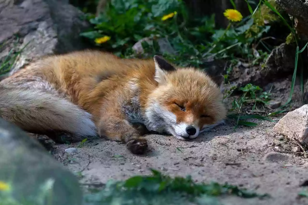 Un charnier de renards découvert dans le Jura et les chasseurs immédiatement accusés à tort