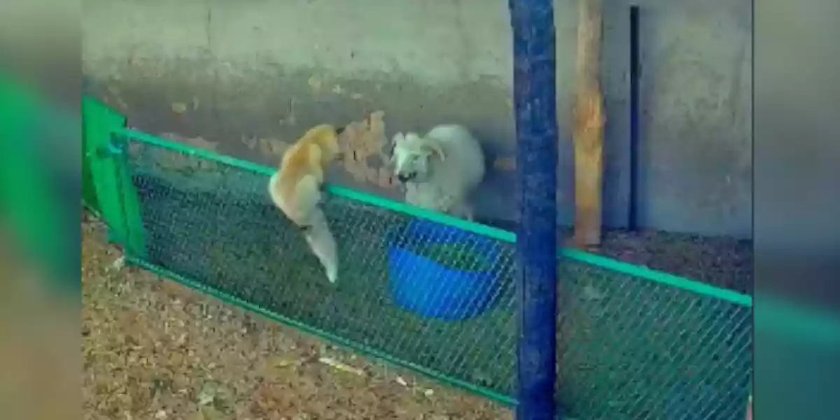 renard attaque un bélier