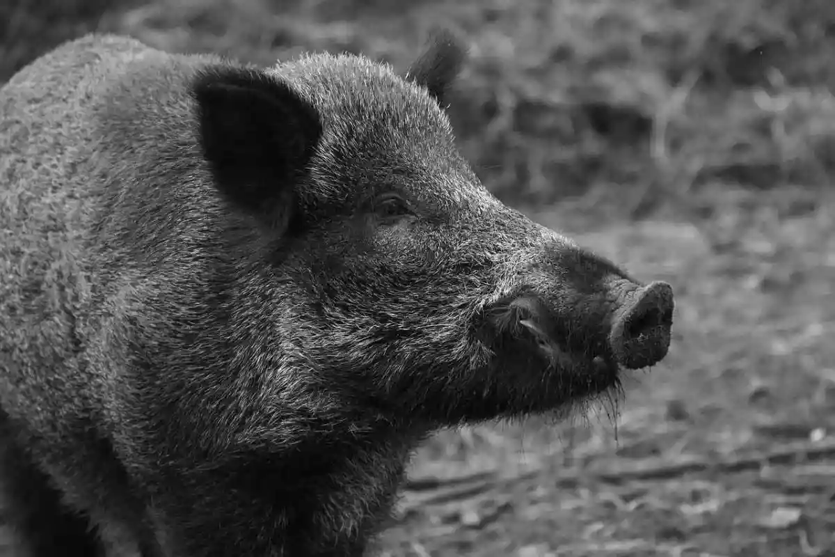 Sauvetage du sanglier Rillette : la préfecture autorise la propriétaire a garder le sanglier sous conditions