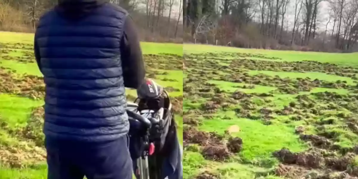 sangliers labourent un golf