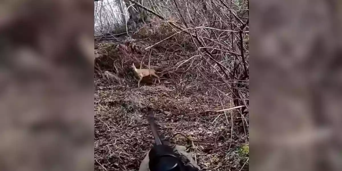 Vid o Un chevreuil lui tombe dessus en pleine action de chasse