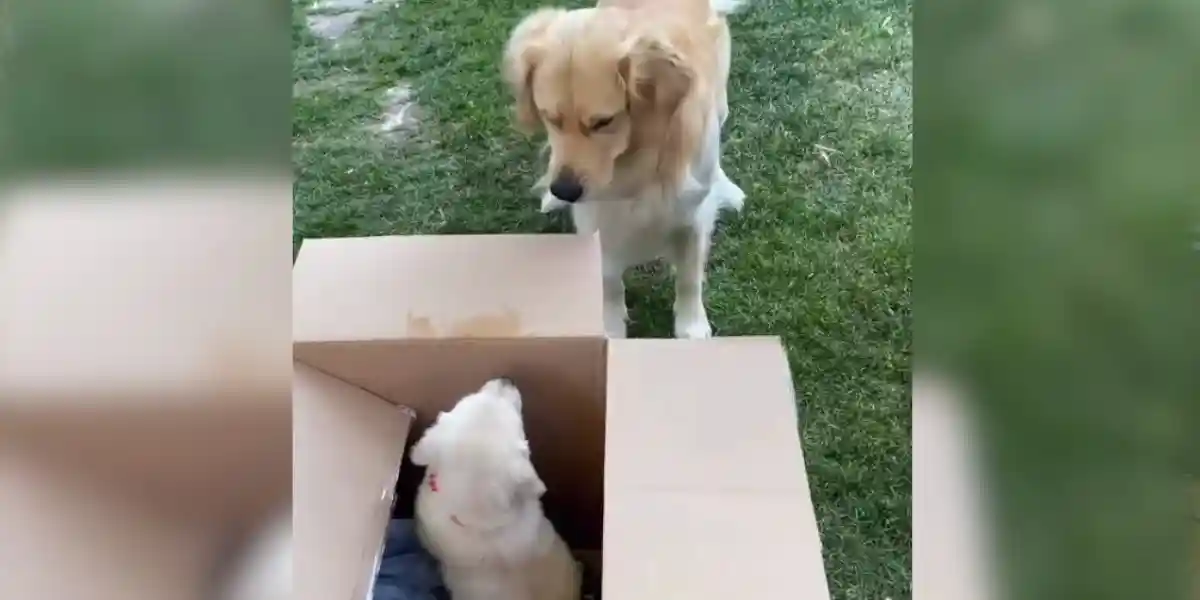 un golden retriever découvre le chiot qui va partager sa vie