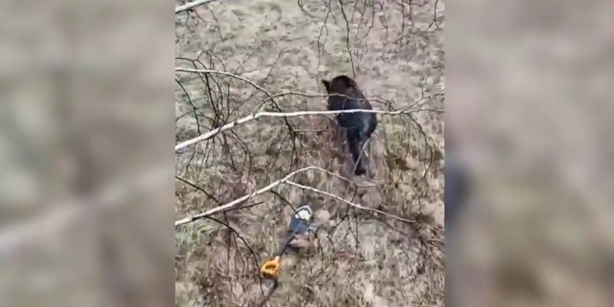 un sanglier fait peur à des ouvriers