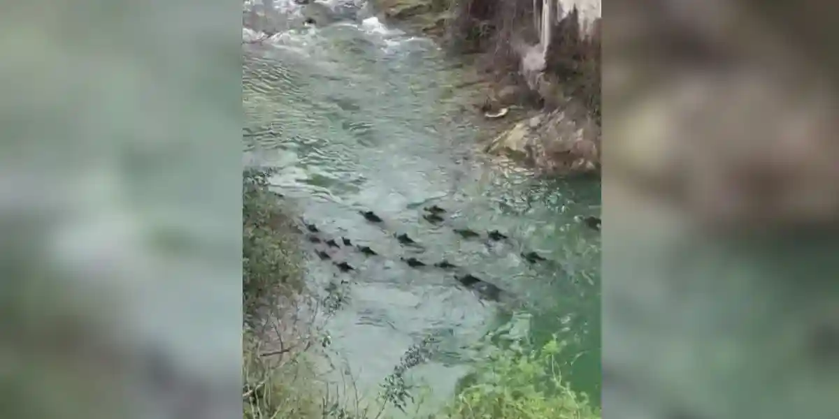 une compagnie de sangliers à la nage