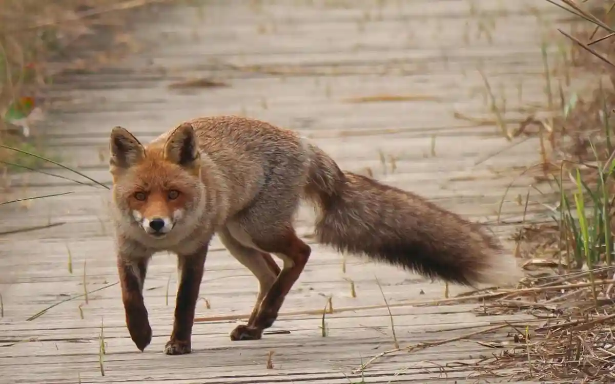 Supprimer l’arrêté sur les ESOD, faire payer les dégâts aux chasseurs, quotas de prélèvements : les nuisibles dans le viseur de l’IGEDD