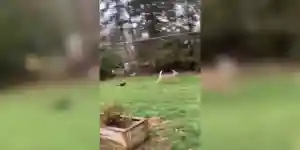 chat chasse des cervidés