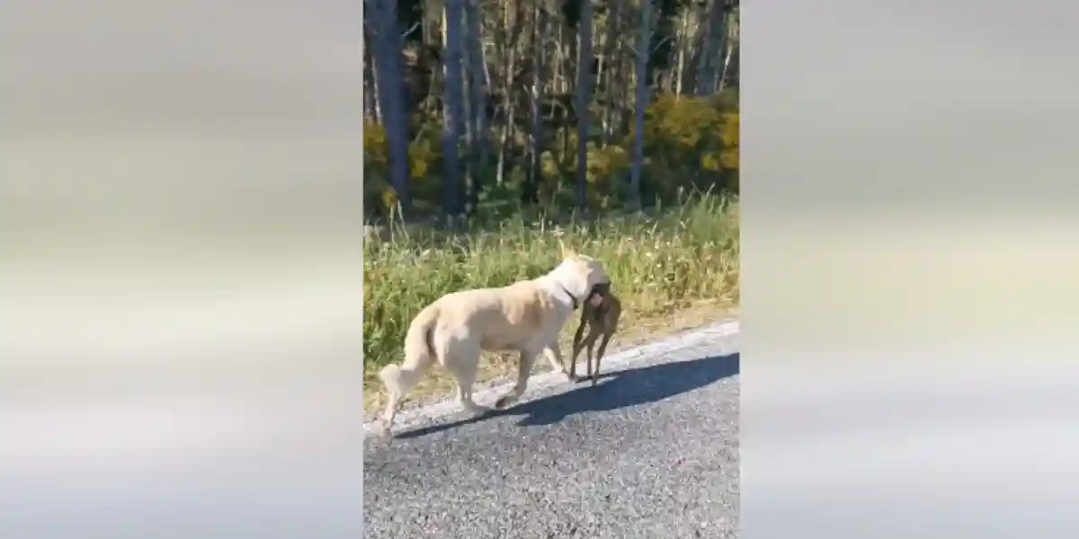 [Vidéo] L’obligation de tenir son chien en laisse n’existe pas pour rien