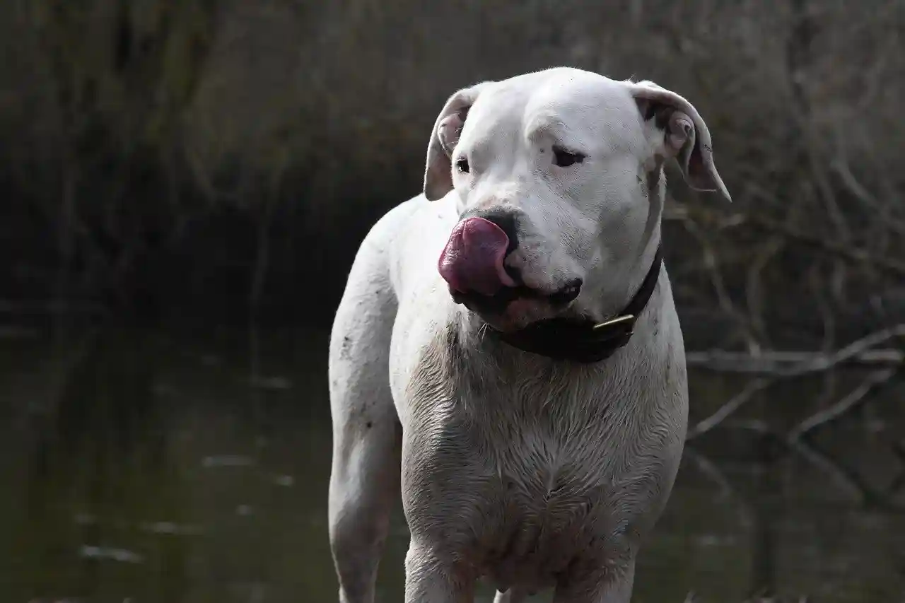 Dogue argentin