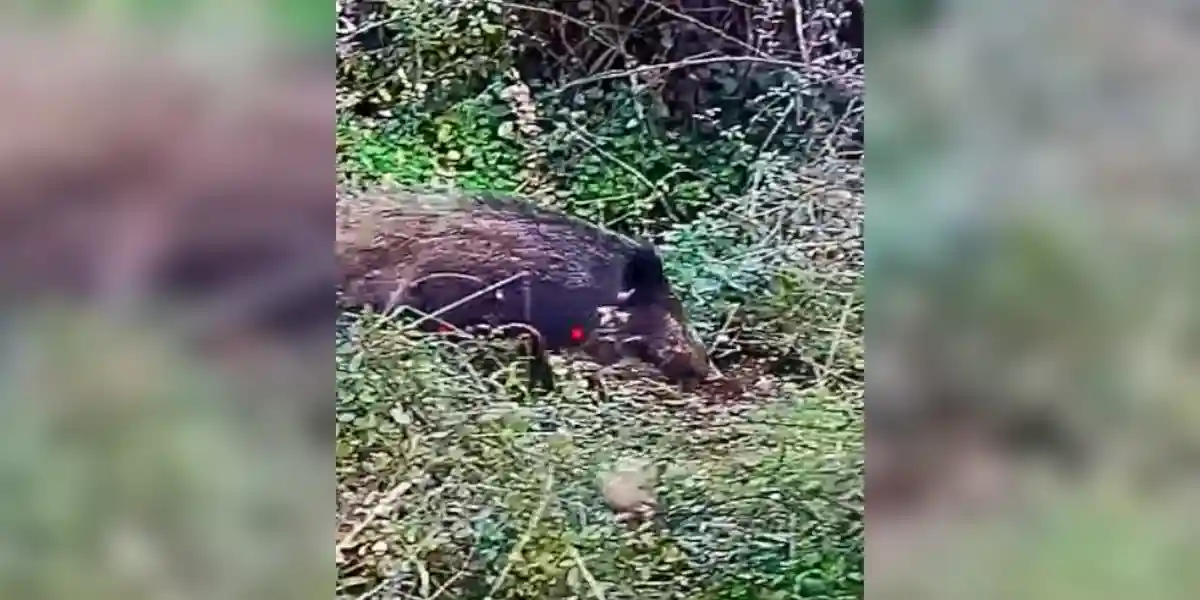 doublé de sangliers en corse