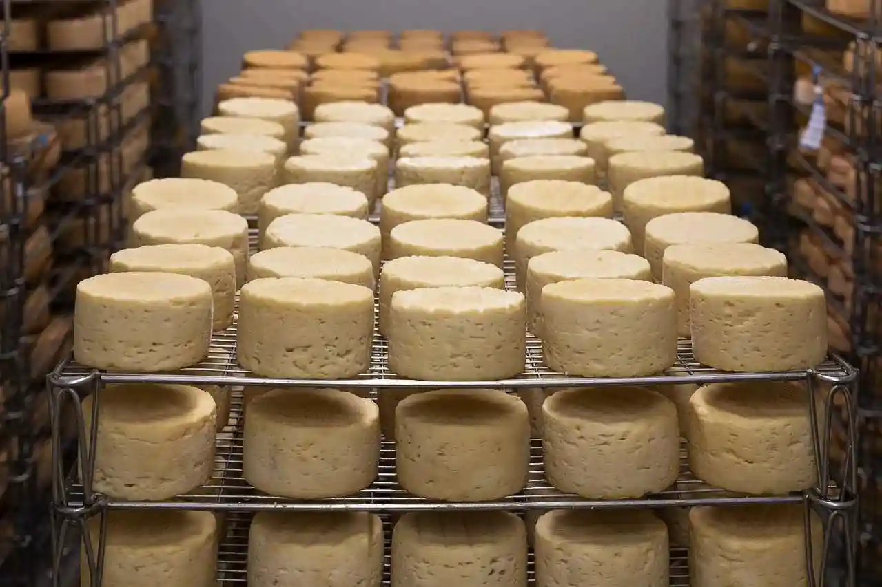 L’Institut Pasteur alerte sur les risques de Listériose dans les fromages vegans