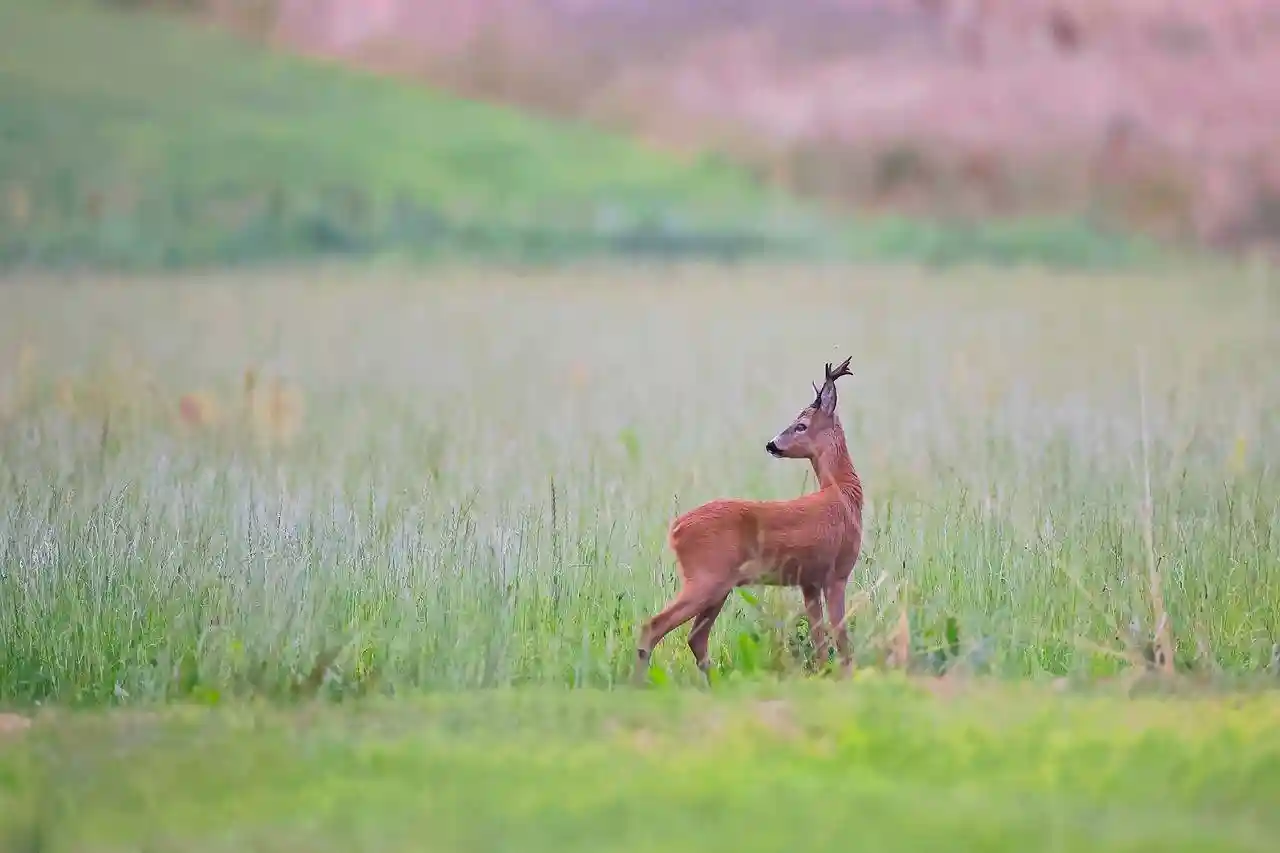 Le tir d’été dans le collimateur des anti-chasse après la vènerie et les chasses traditionnelles