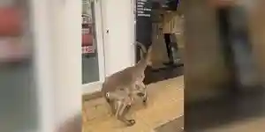 un bouquetin charge dans une vitrine