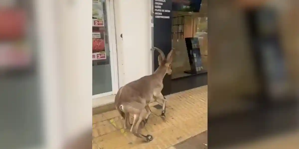 un bouquetin charge dans une vitrine