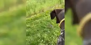 un chien à l'arrêt sur un mirador