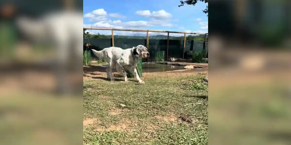 [Vidéo] Quand ton setter n’en peut plus d’attendre la prochaine ouverture