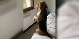 Beagle joue les suricates