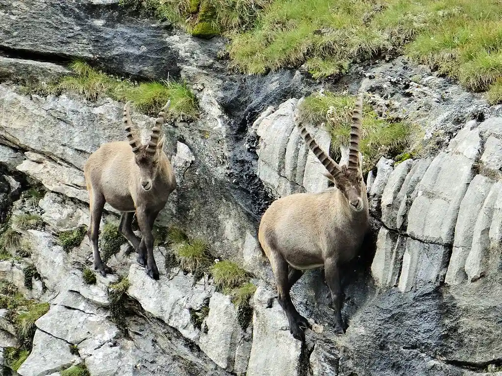 Un appel à témoin lancé après la découverte de 6 bouquetins des Alpes abattus en Haute-Savoie