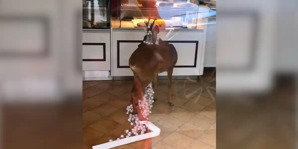 Un chevreuil pénètre dans une boulangerie de Haute-Garonne et s’y retrouve prisonnier