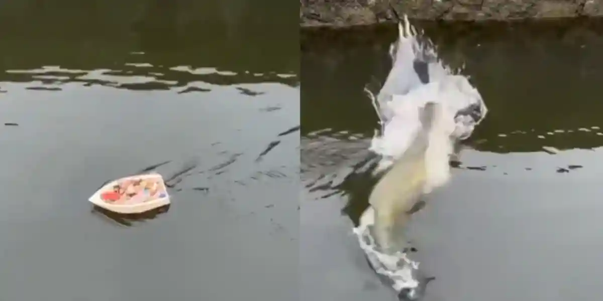 brochet attaque le bateau des étudiants