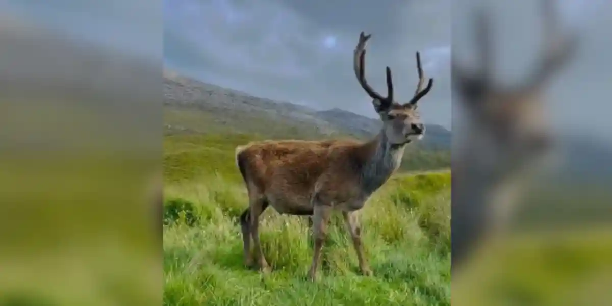 Un célèbre cerf des Highlands meurt à cause des touristes