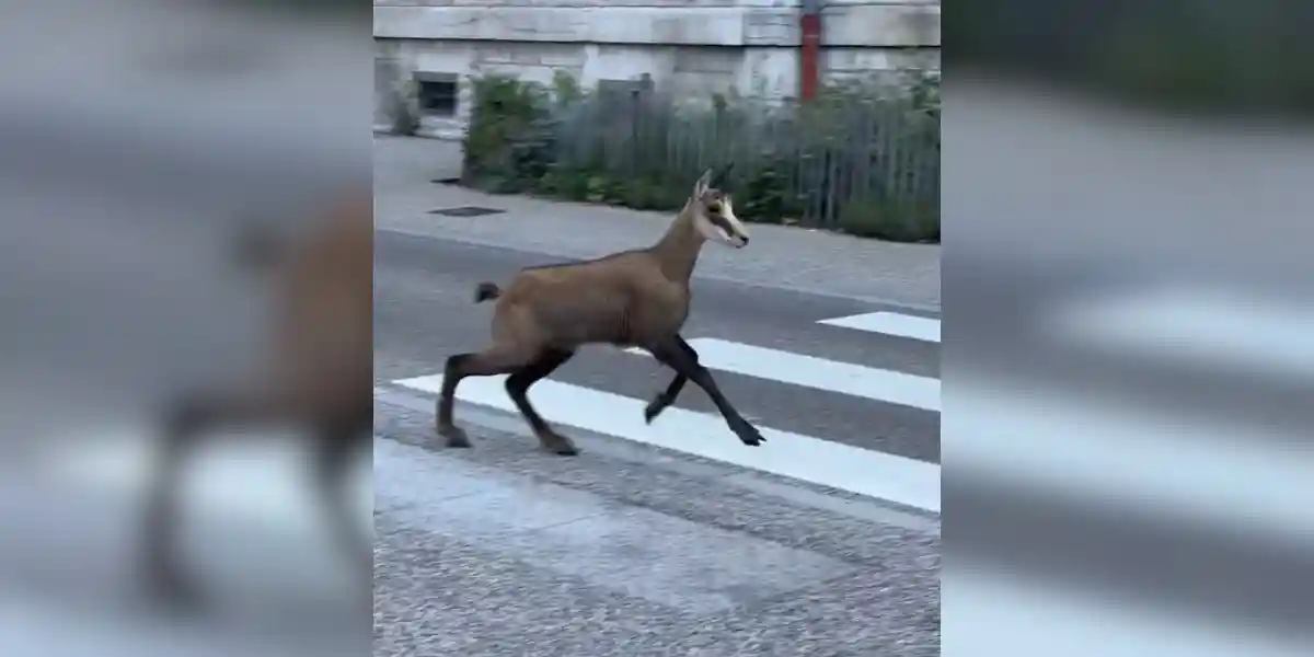 chamois dans besançon