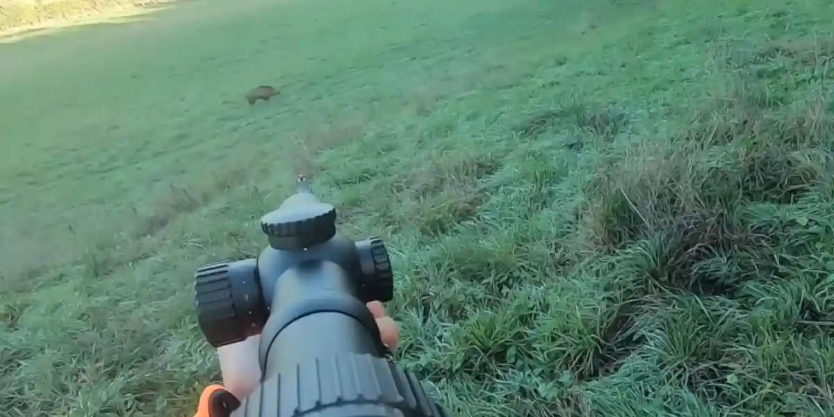 [Vidéo] À la chasse aux sangliers avec un beau keiler à la clé!