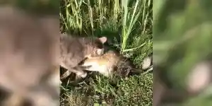 chat mange un lièvre