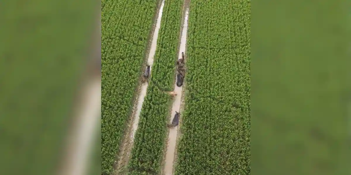 [Vidéo] Une compagnie de sangliers suivie par un drone dans les cultures