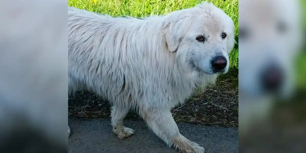 Une chienne patou retrouvée par son propriétaire après plus de 80 jours de cavale