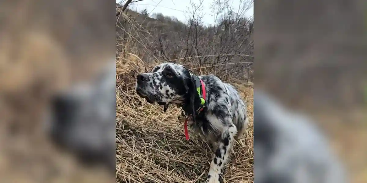 la beauté du chien d'arrêt