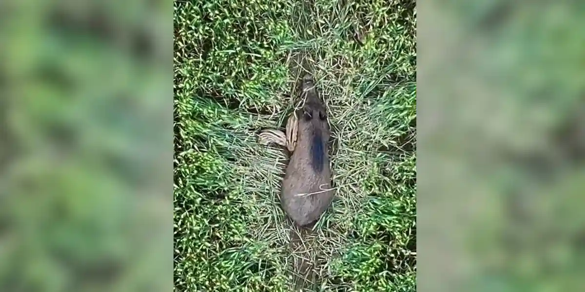 [Vidéo] Une laie et ses marcassins observés depuis un drone