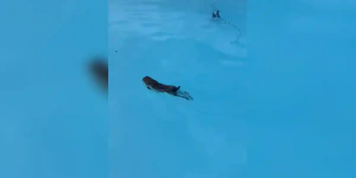 lièvre dans une piscine