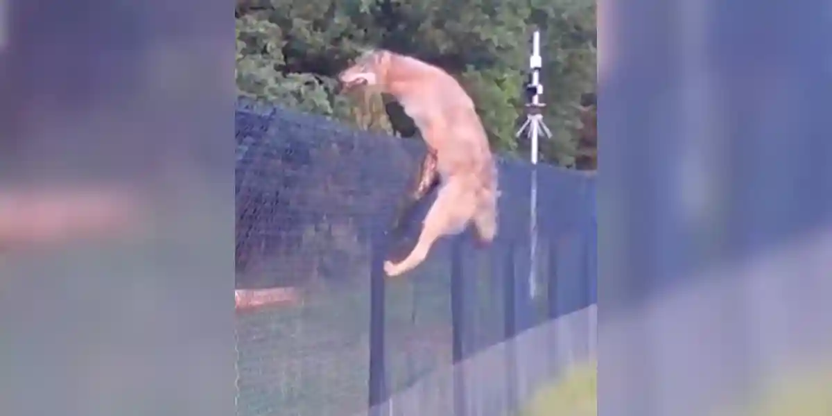 [Vidéo] Les clôtures ne repoussent visiblement pas trop les loups